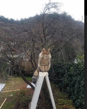 双线闪耀，波兰团队力克劲敌，许昕赛场独挽狂澜