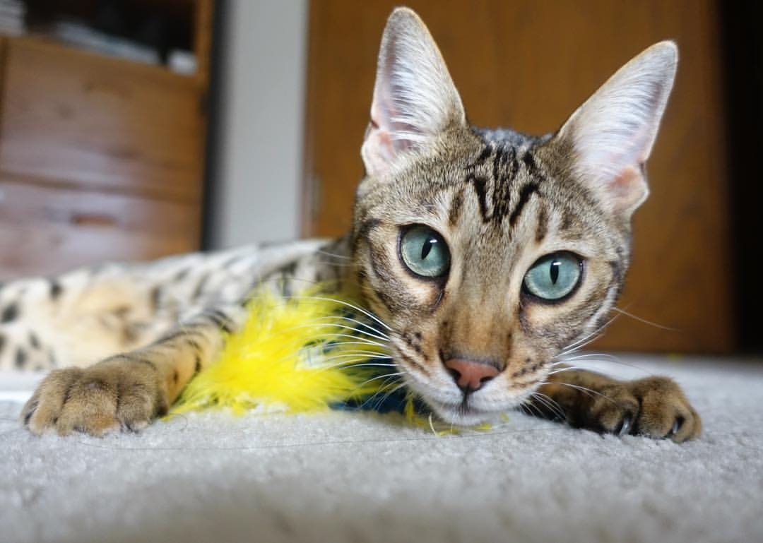 爱游戏官网-12.7公里与24小时，胜利的两种孤独—日本远征军战术碾压与戴资颖的孤岛守卫