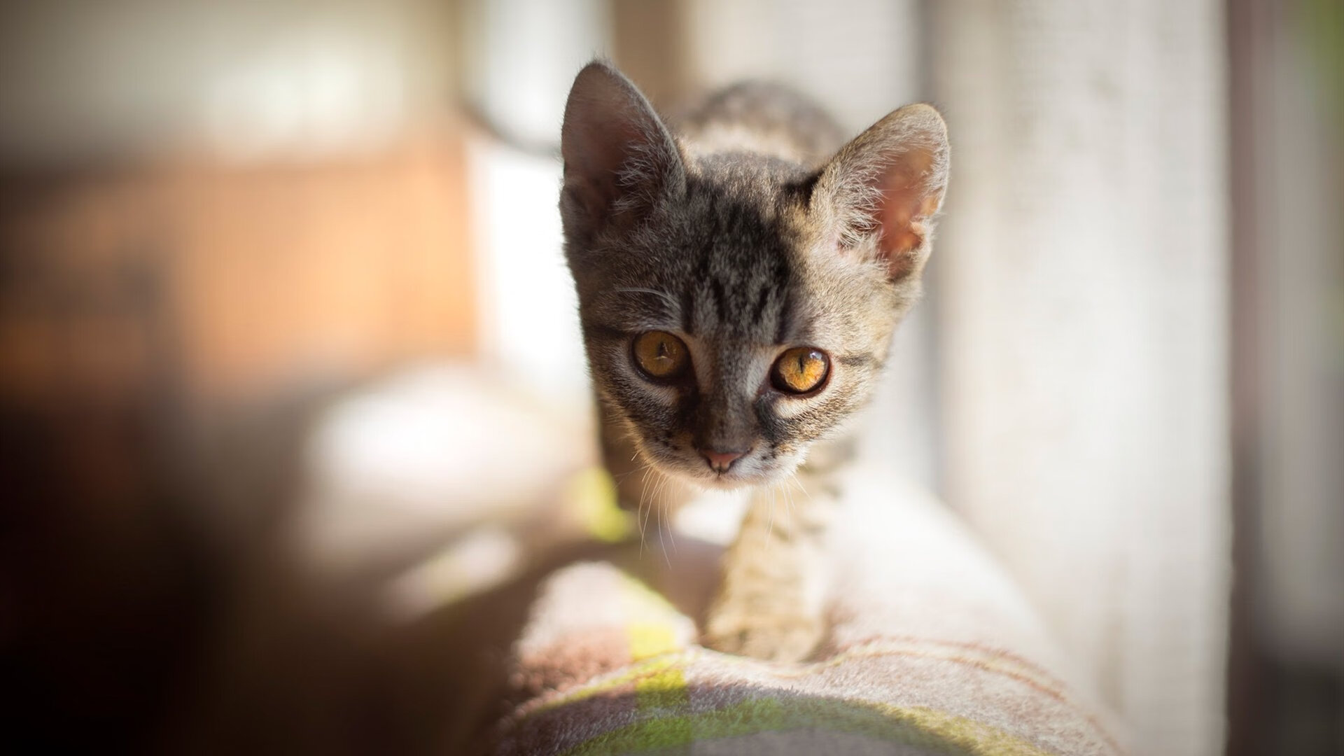 乒乓诗篇，当许昕的赛场之火照亮欧罗巴的夜空