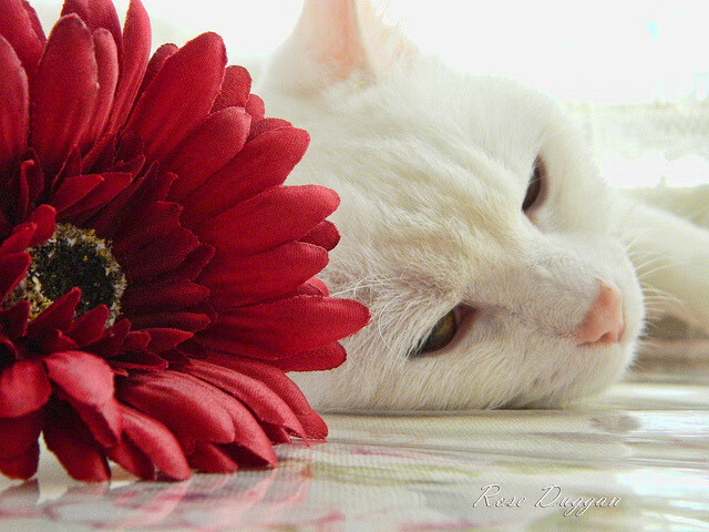 约基奇式统治力，浙江队的战术哲学如何强压新疆队