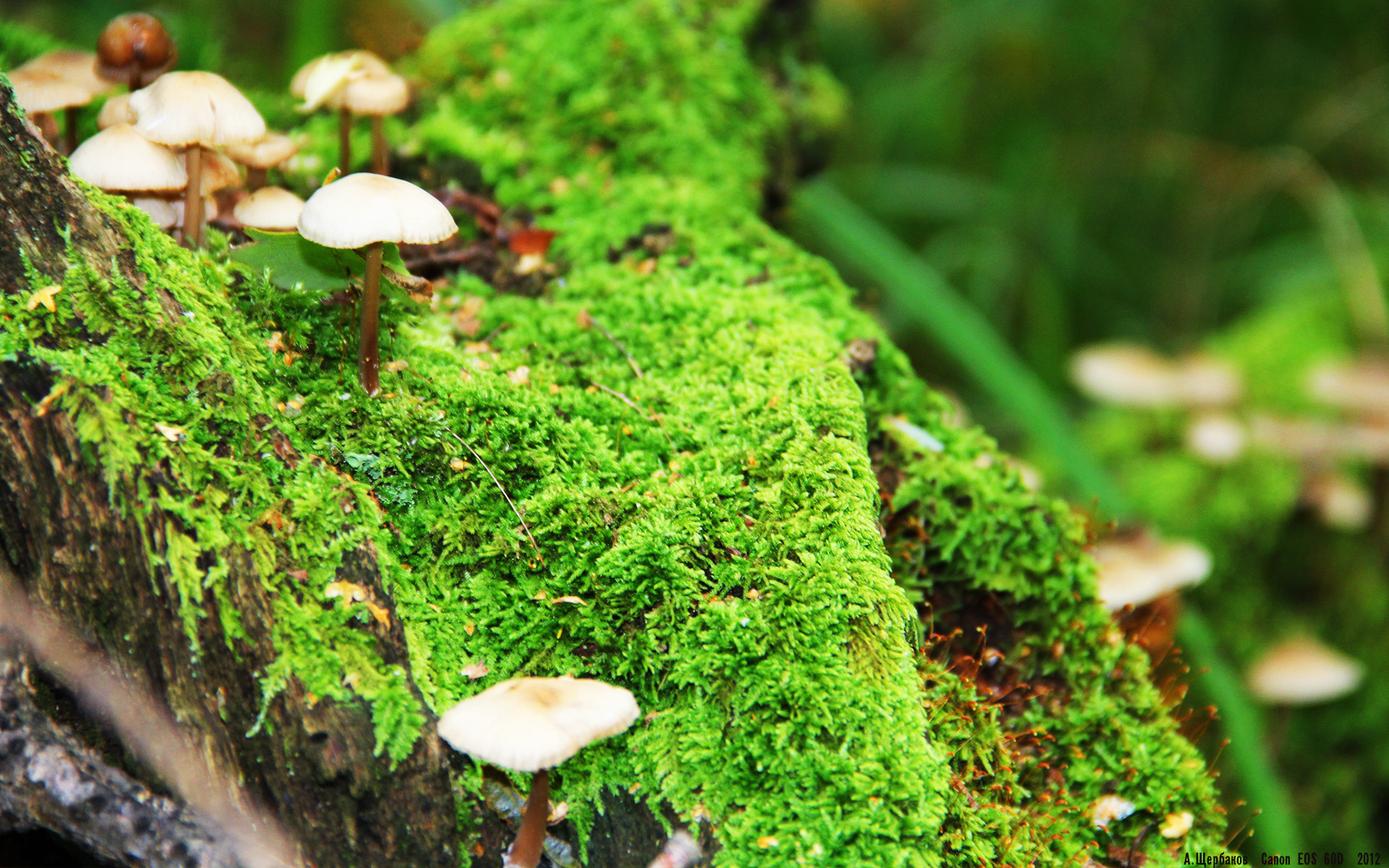 别对位，会不幸！浓眉化身人间凶器，国王禁区变灾难现场