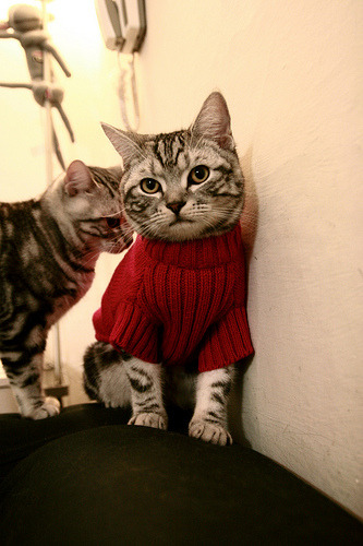 舞台的放大镜,卡塔尔对阵埃及之夜,唯一性的光芒照亮李刚仁