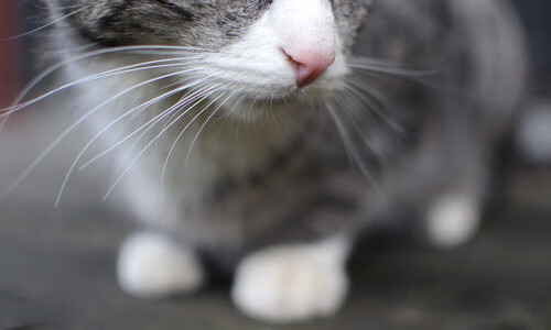 地球两端的同步脉动,当F1引擎在巴林嘶吼,足球在摩洛哥的夜色下鏖战