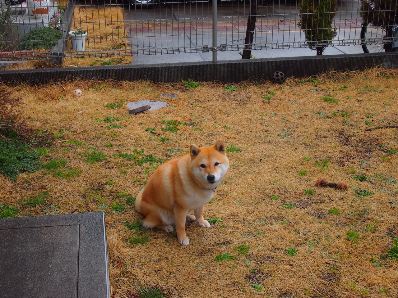 冰与火之歌，当尼克斯的钢铁洪流撞上福克斯的孤星传奇