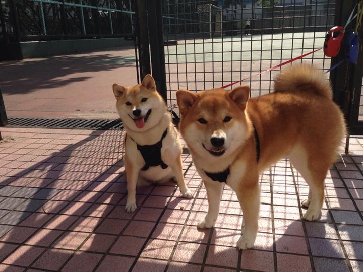 蜂刺惊魂，拉梅洛手术刀式传球撕裂防线，黄蜂主场力克76人