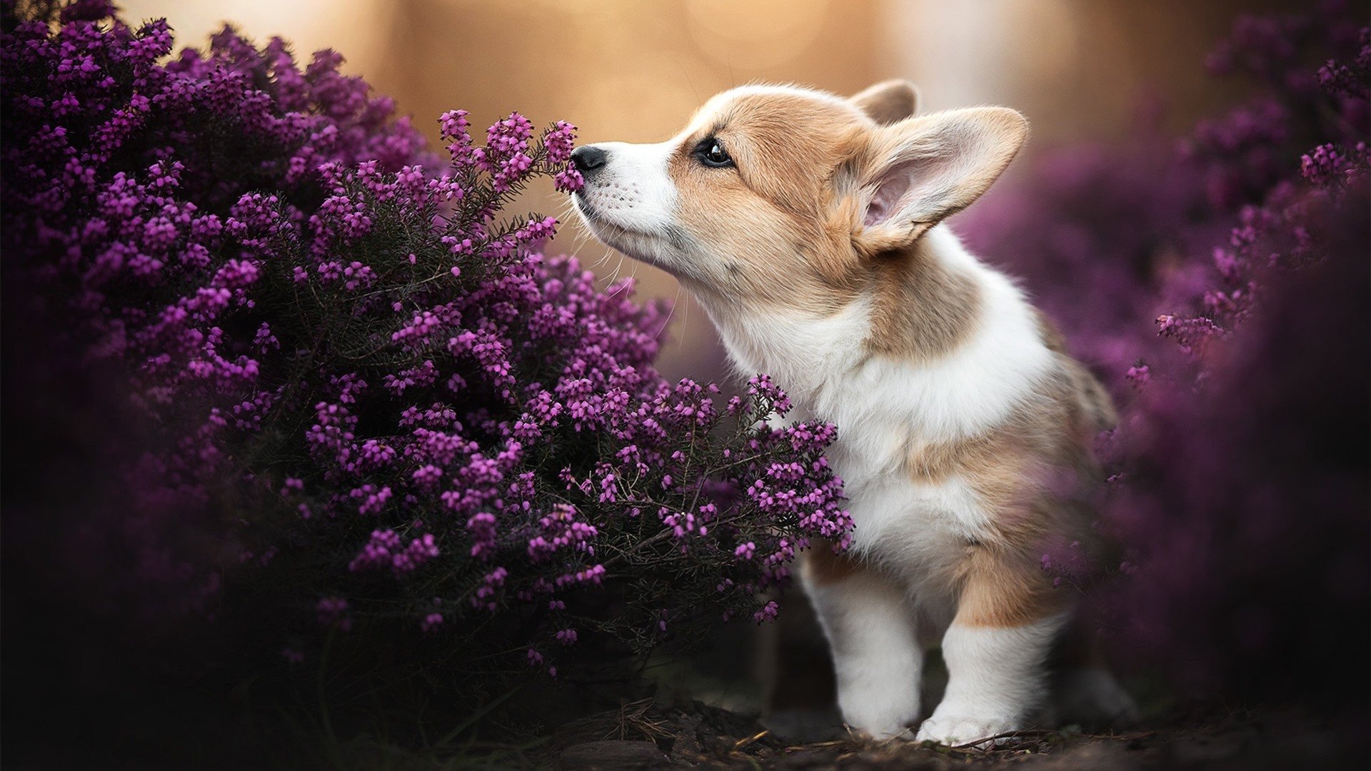 巨星与体系，莫兰特神级表演也难敌广东铁血团队