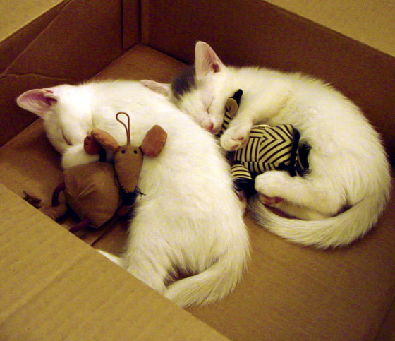 中国长城击碎美式神话！平行宇宙篮球世界杯，山西队竟这样稳稳拿下勇士队，浓眉在美加墨三国战场接管比赛！