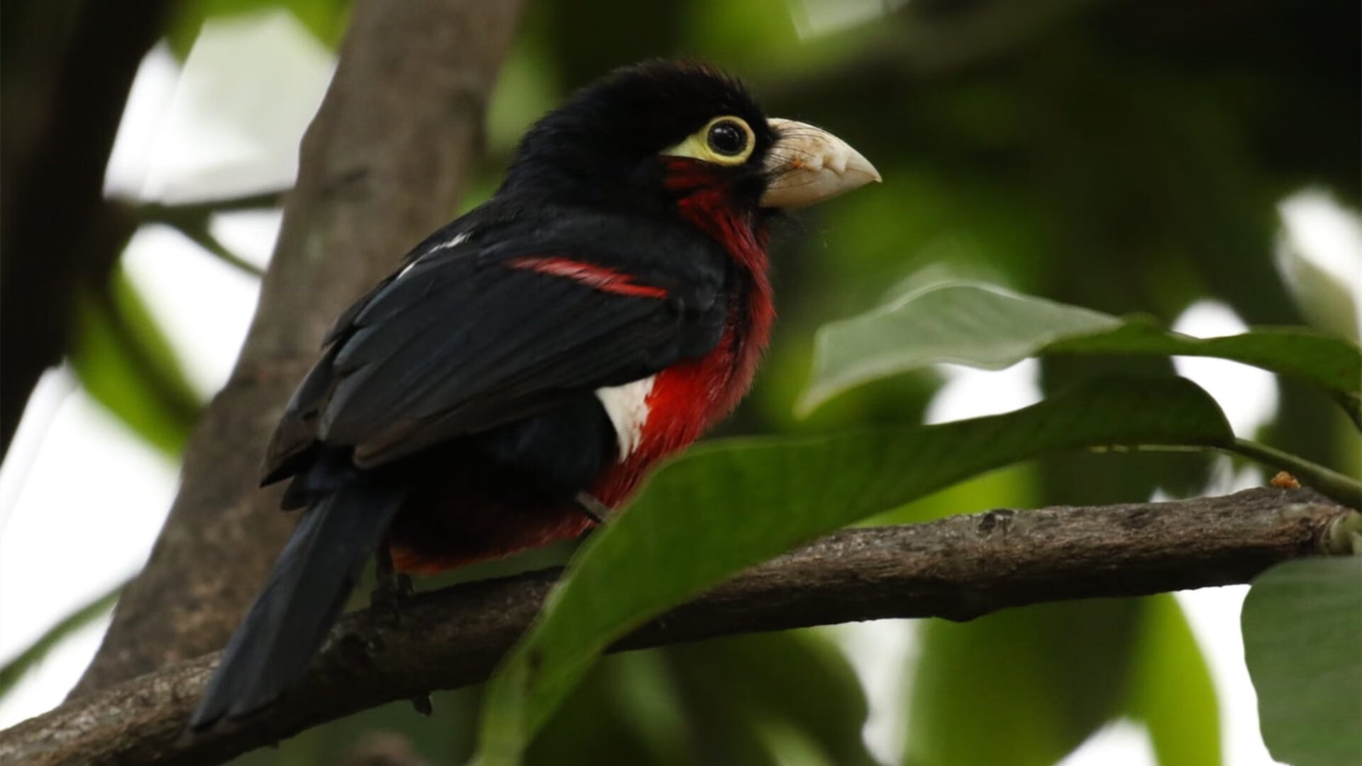 爱游戏官网-东方拉文横空出世！浙江加时鏖战力擒深圳，新王炸组合初现峥嵘