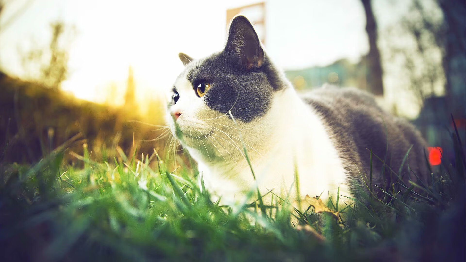 横跨大西洋的对决，当乌拉圭铁血遇见那不勒斯星光，拉亚一夫当关铸就冠军级史诗