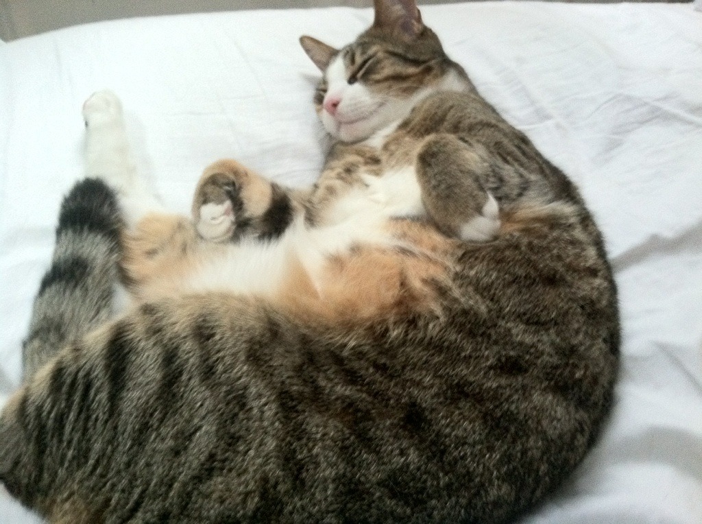 他不是在踢球，是在为整座城市调频—2026世界杯之夜，莱奥的节奏完全掌控