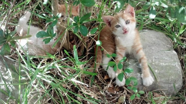 范戴克铸就叹息之墙，挪威绝境亮剑终结亚特兰大神话