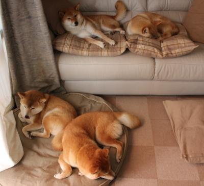 方向盘后的指挥官，当F1争冠悬念点燃球场，西亚卡姆如何成为全队的赛道引擎？