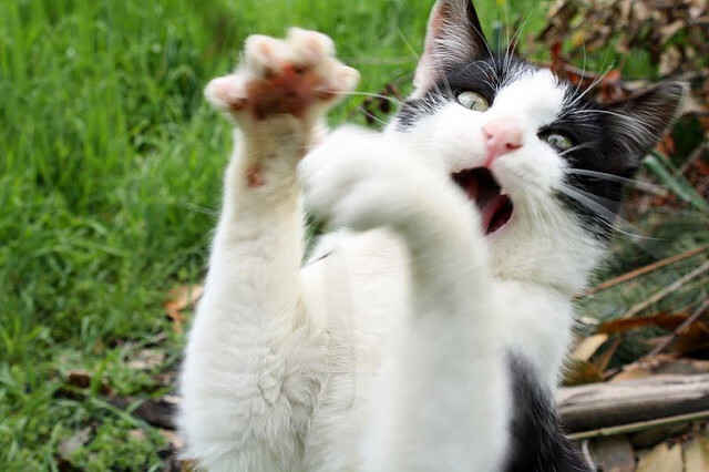 爱游戏tv-当凌晨四点的光，照亮麦迪逊花园的记分牌