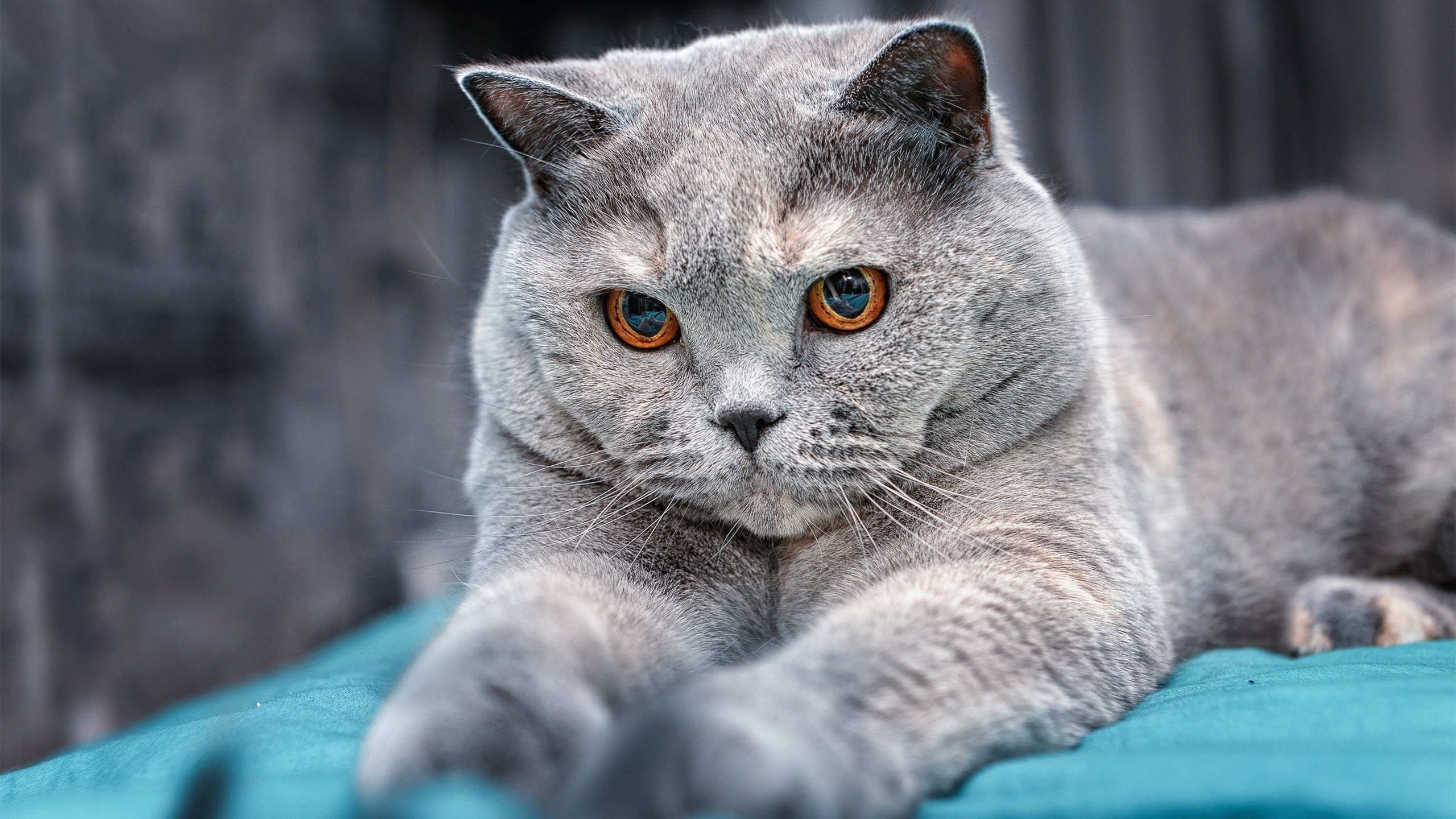 混凝土战术的钥匙，在黄色潜水艇里找到破壁人