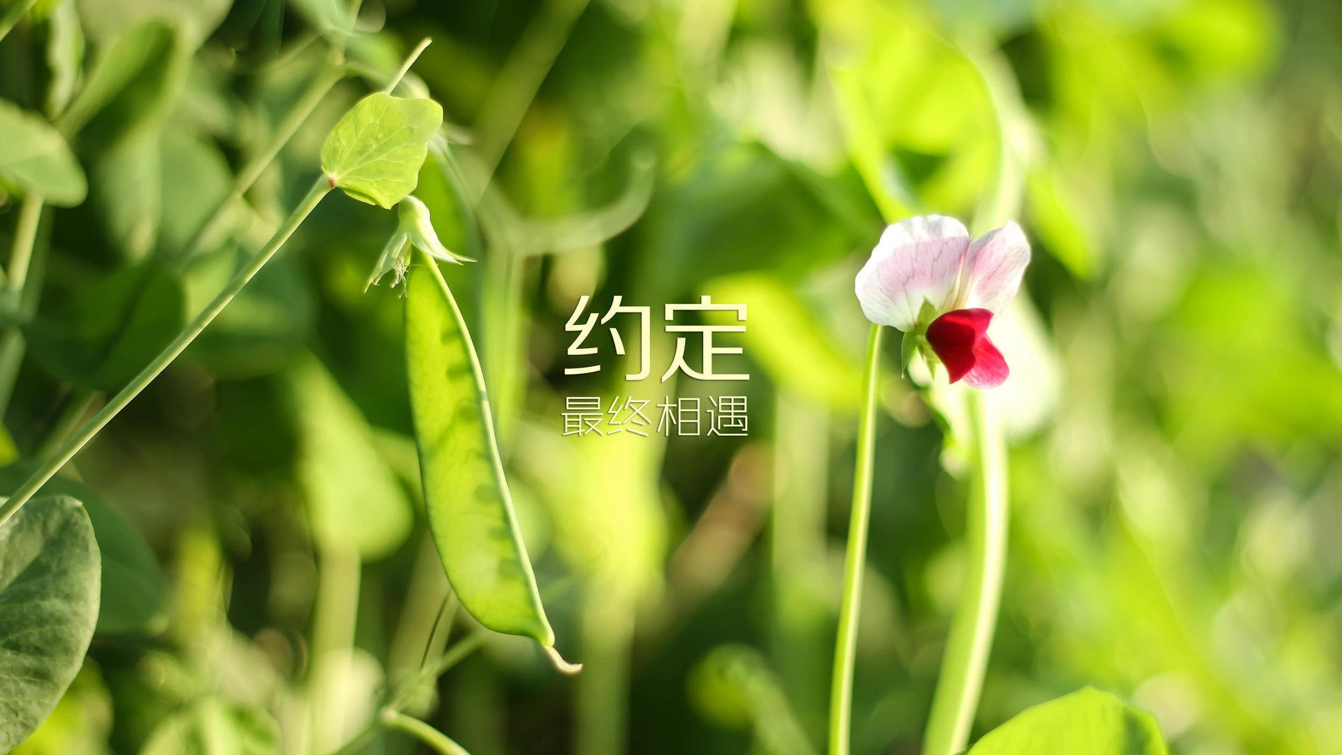 唯一之战，2026世界杯G组强强对话，美国完胜印度，萨卡闪耀全场